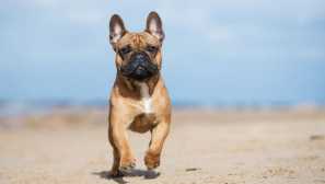 Kliknutí pro francouzské buldokové dívky a chlapce: pravidla výběru, nejlepší možnosti